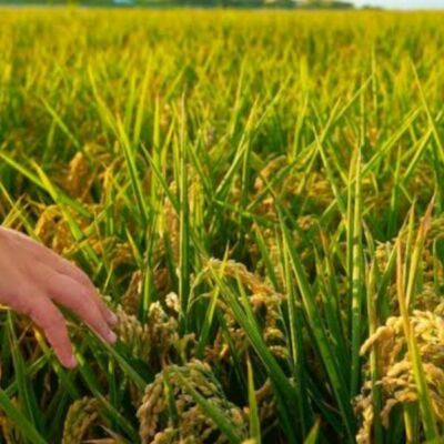 निवाला ( गीत )