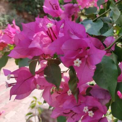 कथा कहानी