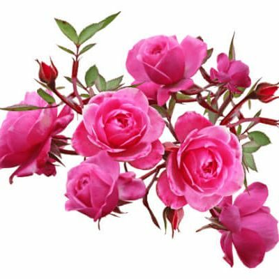 !! फूलों की व्यथा !!