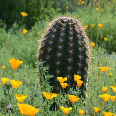 तुमने की दग़ा - इत्तिहाम  हमारे नाम कर दिया