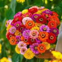 मेरे जैसा