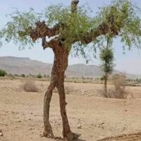 पेड़ पौधे (ताटंक छन्द)