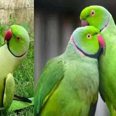 प्रकृति से हम क्या सीखें?