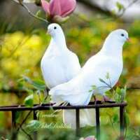 क्षमा अपनापन करुणा।।