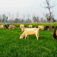 खेत का सांड