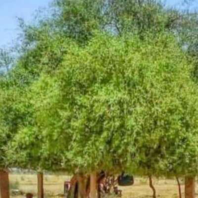 पर्यावरण