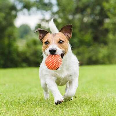 बाल कविता: मेरा कुत्ता