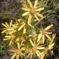 शुभ मुहूर्त