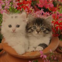 बिल्ली मौसी (बाल कविता)