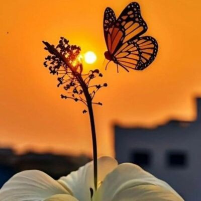 *मनः संवाद----*