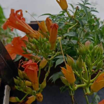 पर्यावरणीय सजगता और सतत् विकास ही पर्यावरण संरक्षण के आधार