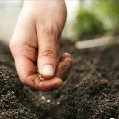 बो रही हूं खाब