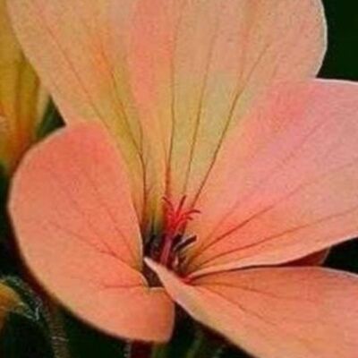 गिर्दाब ए इश्क