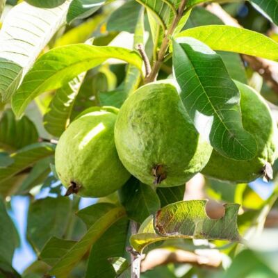 Grandmaa And Sweet Guava