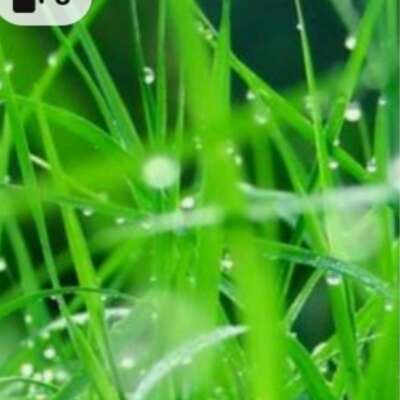 🌹🌹वो मेरे दिल के मुसाफ़िर हैं, निकालूँ कैसे🌹🌹