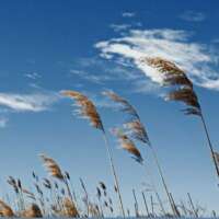 अति मंद मंद , शीतल बयार।