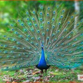 बाल कविता: मोर