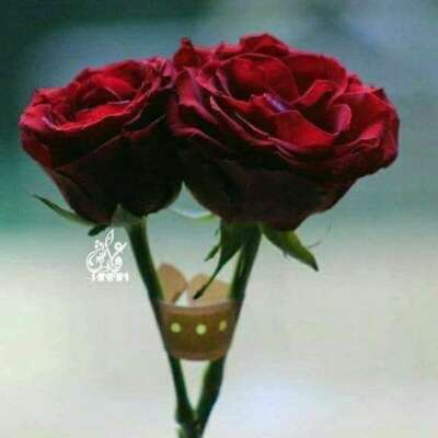 तंग नजरिए