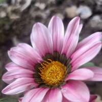 🌸हे लोहपथगामिनी 🌸🌸