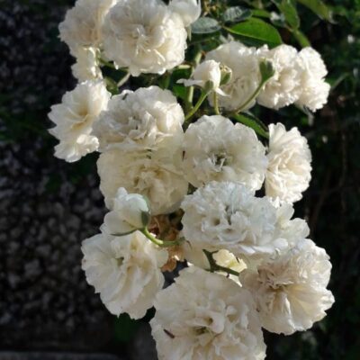 तुम पलाश मैं फूल तुम्हारा।