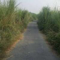 वाचाल सरपत