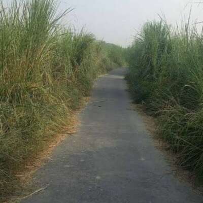 वाचाल सरपत