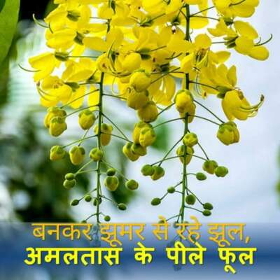 ये अमलतास खुद में कुछ ख़ास!