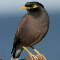 सोनू की चतुराई