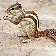 बाल कुंडलिया छंद