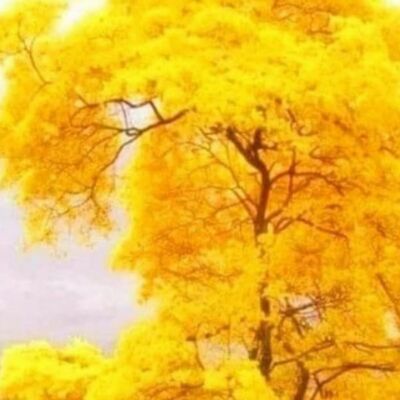 नवनिधि क्षणिकाएँ---ं