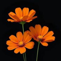 अप्रेल फूल