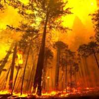 *जंगल की आग*