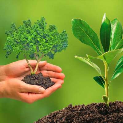 मोहक हरियाली