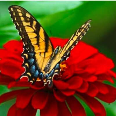 विरह वेदना फूल तितली