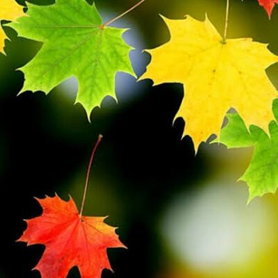 दिल में आइए