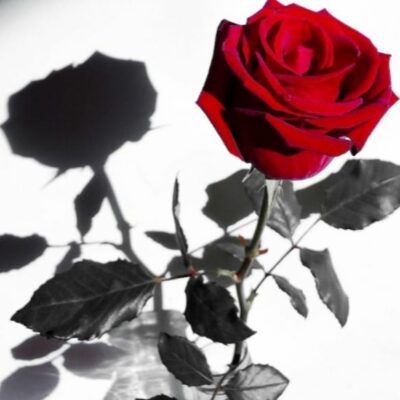 दोस्त.............एक विश्वास