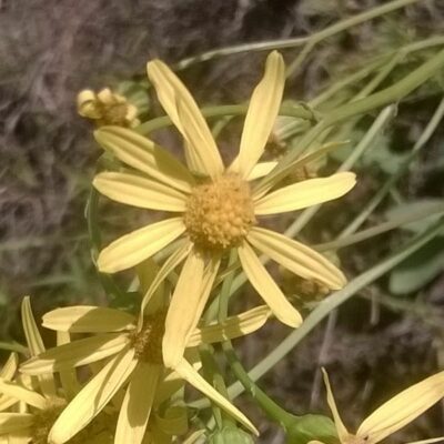 सजाता कौन