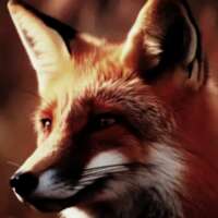 चली लोमड़ी मुंडन तकने....!