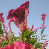 जी उठती हूं...तड़प उठती हूं...