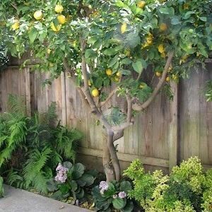 दादा का लगाया नींबू पेड़ / Musafir Baitha