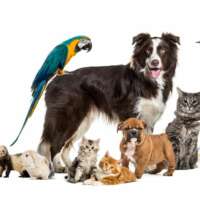 पशु पक्षियों